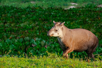 Close up of a Tapir walking along a lagoon with water plants in afternoon light, Pantanal Wetlands,...