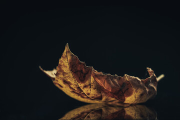 Close up beautiful autumn leaf on a black background texture.