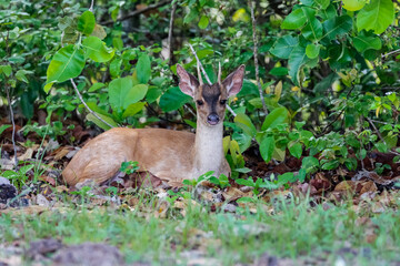 Red brocket, resting in the forest, facing camera, Pantanal Wetlands, Mato Grosso, Brazil