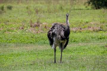 Rhea or Nandu in a green field facing camera, Pantanal Wetlands, Mato Grosso, Brazil