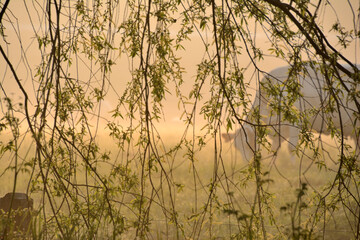 Misty morning on a meadow, branches, leaves, cow, grasses in the sunrise.