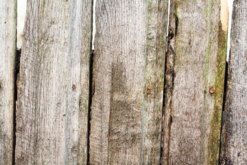 The wood texture with natural patterns