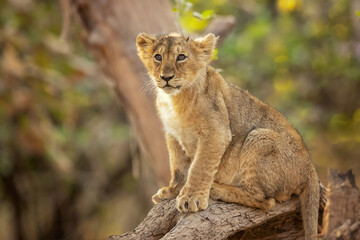 Asiatic lion is a Panthera leo leo population in India. Its range is restricted to the Gir National Park and environs in the Indian state of Gujarat.