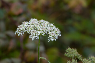 An Aoutumn in United Kingdom