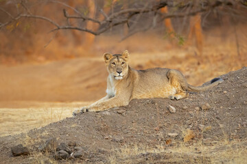 Asiatic lion is a Panthera leo leo population in India. Its range is restricted to the Gir National Park and environs in the Indian state of Gujarat.