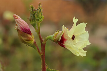 Okra plant and flower