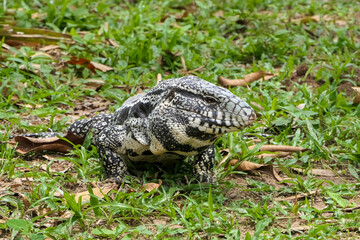 Front view of a Black and white Tegu on grass, Pantanal Wetlands, Mato Grosso, Brazil