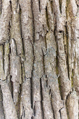 Bark of oak. Seamless Tileable Texture