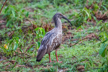 Plumbeous Ibis foraging in a swampy meadow, Pantanal Wetlands, Mato Grosso, Brazil