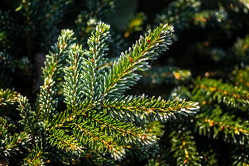 green young spruce branches covered with hoarfrost on blurred background, close view 