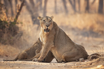 Naklejka na ściany i meble Asiatic lion is a Panthera leo leo population in India. Its range is restricted to the Gir National Park and environs in the Indian state of Gujarat.