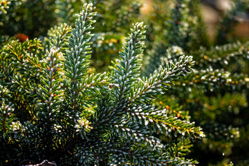succulent plant covered with hoarfrost on blurred background