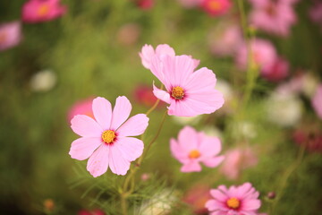 Obraz premium 日本に咲いているコスモス