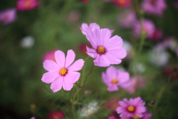 Obraz premium 日本に咲いているコスモス