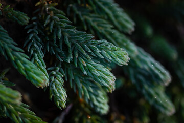 succulent plant covered with hoarfrost on blurred background