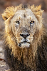 Asiatic lion is a Panthera leo leo population in India. Its range is restricted to the Gir National Park and environs in the Indian state of Gujarat.