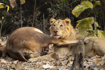 Asiatic lion is a Panthera leo leo population in India. Its range is restricted to the Gir National Park and environs in the Indian state of Gujarat.