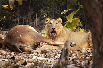 Asiatic lion is a Panthera leo leo population in India. Its range is restricted to the Gir National Park and environs in the Indian state of Gujarat.