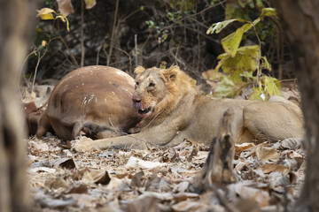 Fototapeta premium Asiatic lion is a Panthera leo leo population in India. Its range is restricted to the Gir National Park and environs in the Indian state of Gujarat.