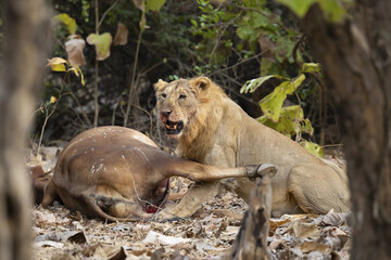 Asiatic lion is a Panthera leo leo population in India. Its range is restricted to the Gir National Park and environs in the Indian state of Gujarat.