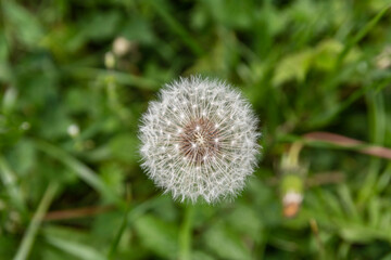 Close-up of a Dandelion flowerhead with a green background.