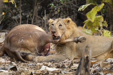 Asiatic lion is a Panthera leo leo population in India. Its range is restricted to the Gir National Park and environs in the Indian state of Gujarat.