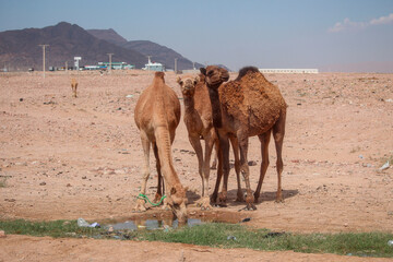 Camels in the desert of Wadi Rum Jordan