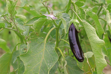 Natural long eggplant in the garden