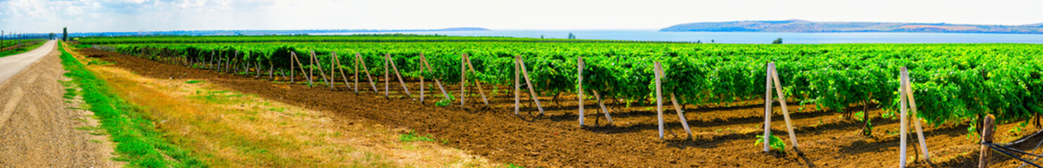 Grape plantations from the regions of southern Russia