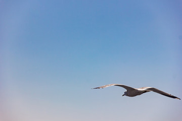 Single seagull flying in a sky as a background close up