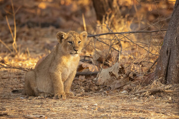 Asiatic lion is a Panthera leo leo population in India. Its range is restricted to the Gir National Park and environs in the Indian state of Gujarat.