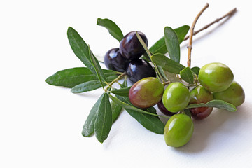 Black and green olives in branch on white background.