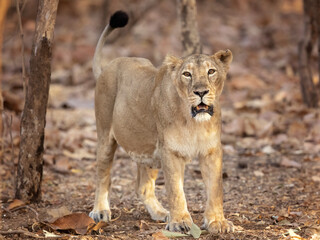 Asiatic lion is a Panthera leo leo population in India. Its range is restricted to the Gir National Park and environs in the Indian state of Gujarat.