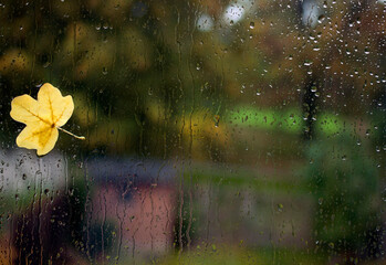 A small yellow leaf stuck on a window. Raindrops trickling down, colourful autumn park in the...