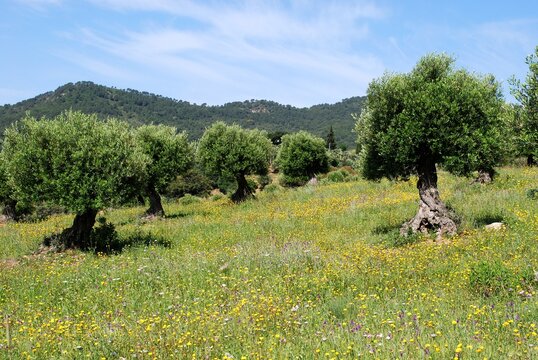 Pretty Springtime meadow with olive trees near Gaucin, Spain.