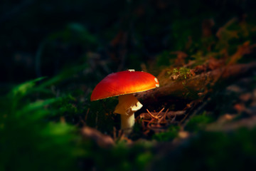 Small forest mushrooms amanita with motley hats in their natural habitat