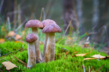Birkenpilze (Leccinum scabrum) im Herbst im Wald