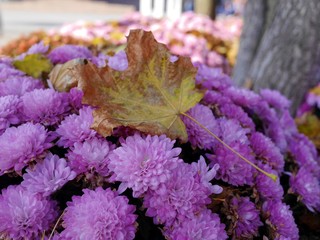 Photo of a yellow fallen leaf lying on beautiful lilac Chrysantemum flowers. Fall season concept.