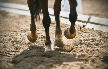 The graceful legs of a Bay unshod horse galloping across a sandy arena raise dust in the bright...