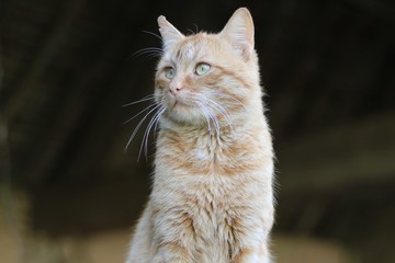 Pretty orange and white  tabby cat 