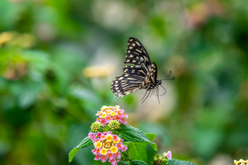 Common Mime (Formal Name: Chilasa Clytia)