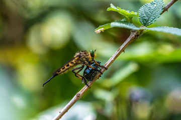 Asilidae  in Nature (Formal Name: Asilidae)