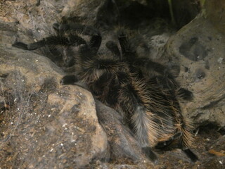 honduran curly hair tarantula
