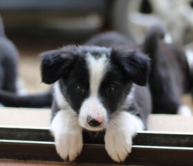 Border Collie cute puppy