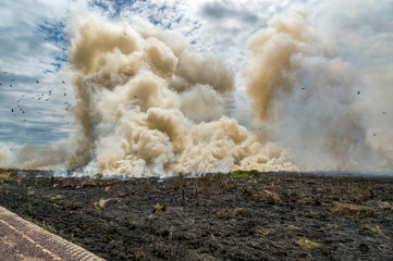 controlled Bushfire in Kakadu National Park, with diffrent birds, Northern Territory, Australia