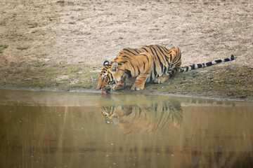 Fototapeta premium Bengal tiger is a Panthera tigris tigris population native to the Indian subcontinent.