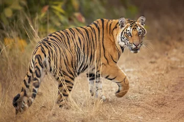Fototapete Rund Bengalischer Tiger ist eine Panthera tigris tigris-Population, die auf dem indischen Subkontinent beheimatet ist. © Milan