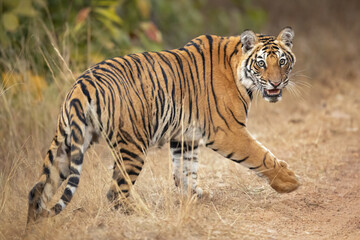 Fototapeta na wymiar Bengal tiger is a Panthera tigris tigris population native to the Indian subcontinent.