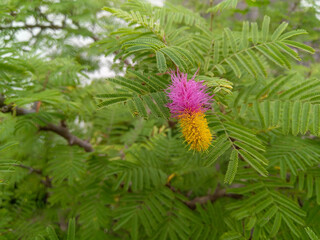flowers on green background