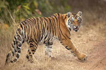 Fototapeten Bengal tiger is a Panthera tigris tigris population native to the Indian subcontinent. © Milan